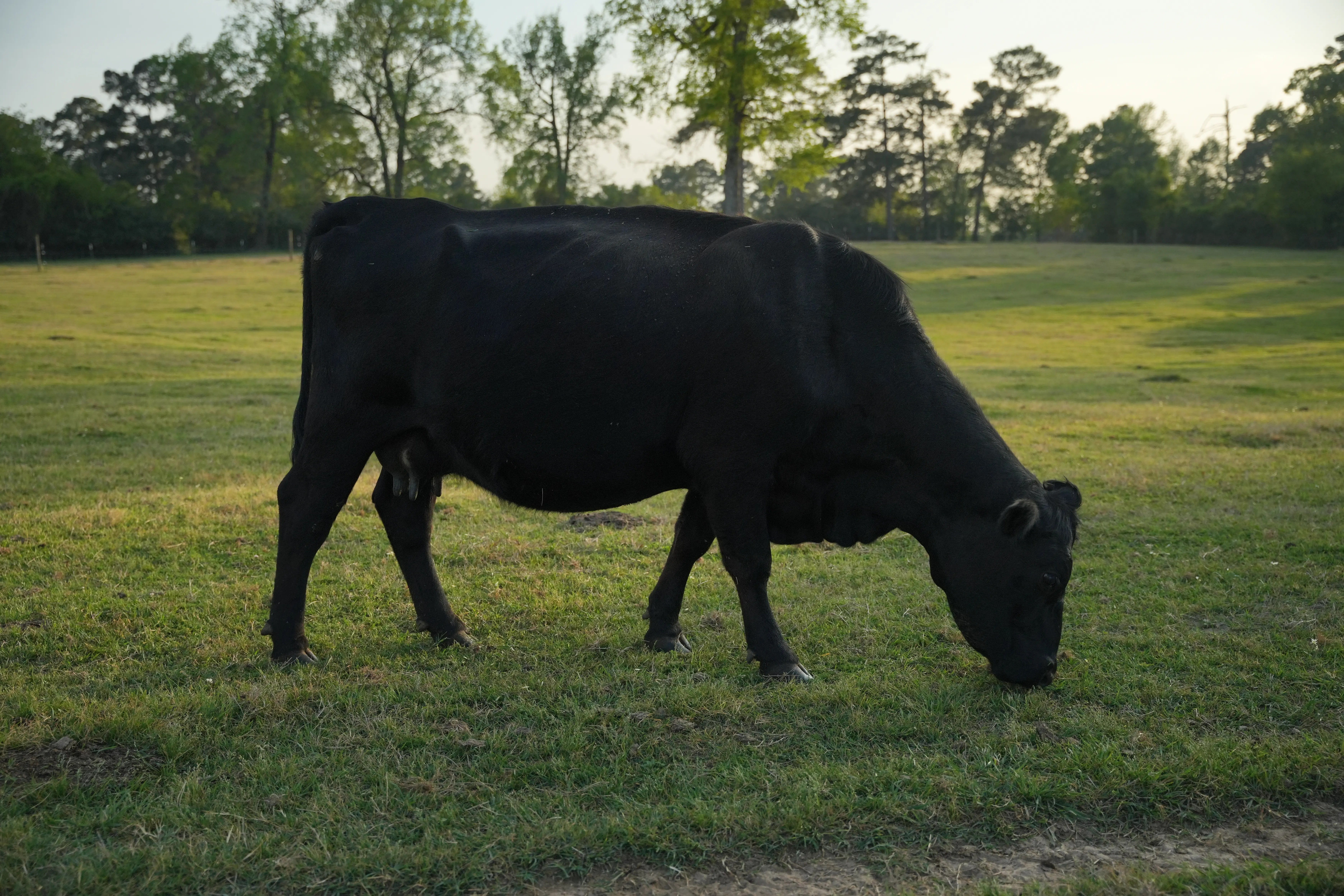 Black Angus cow grazing on open green pasture at golden hour