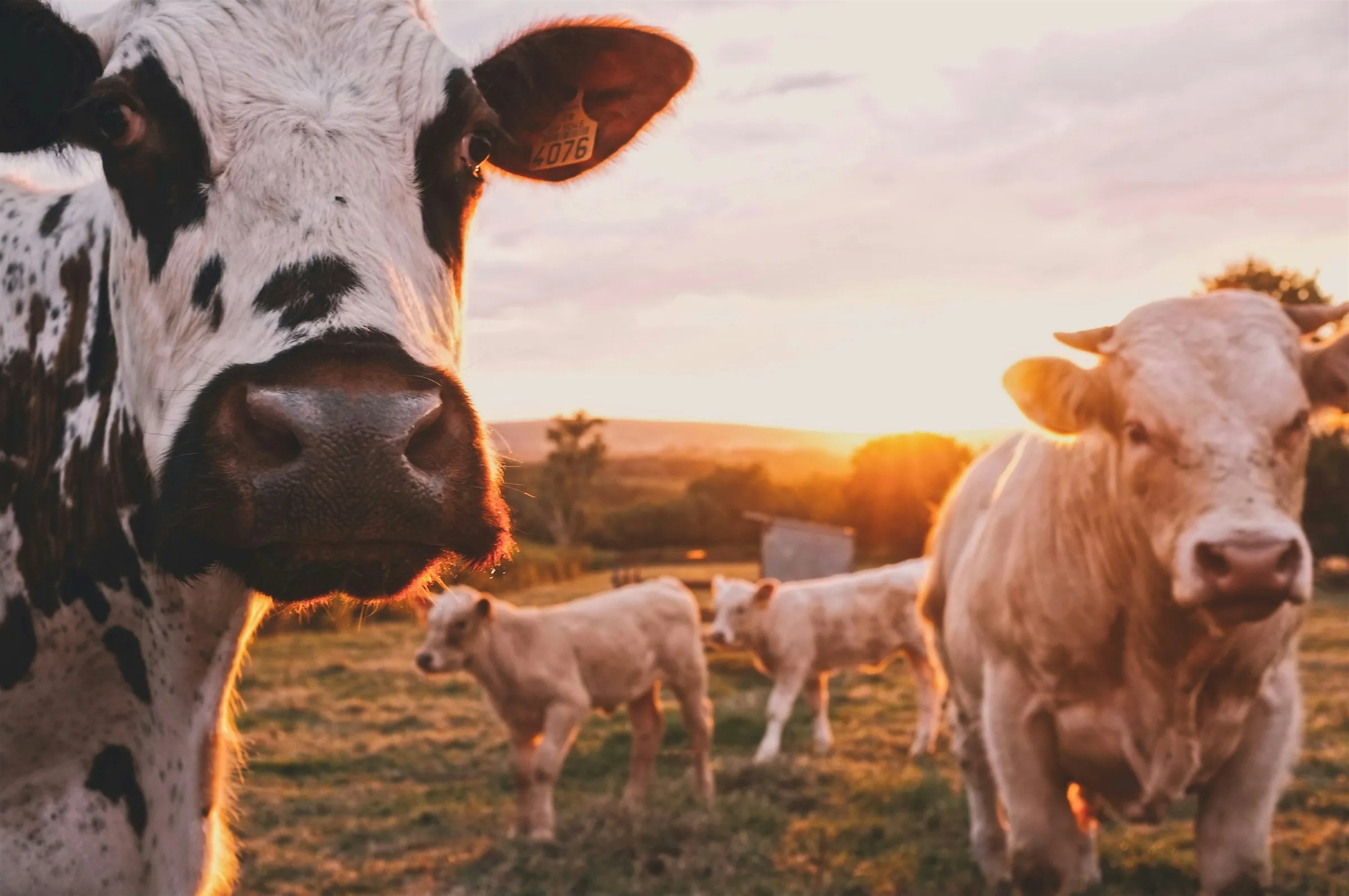 Cattle and calves on open pasture at sunset at Vincent Farms